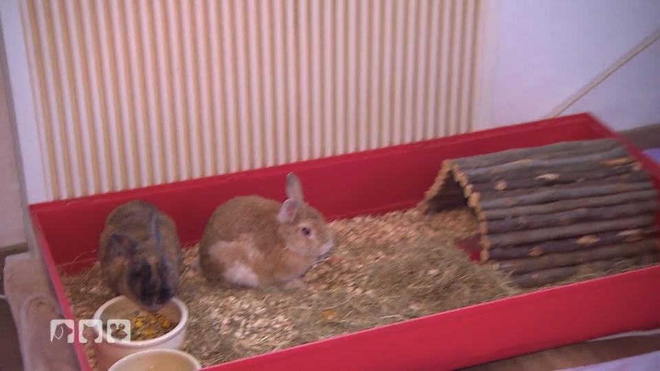 Kaninchen Loki frisst nicht mehr Kaninchen Loki frisst nicht mehr
