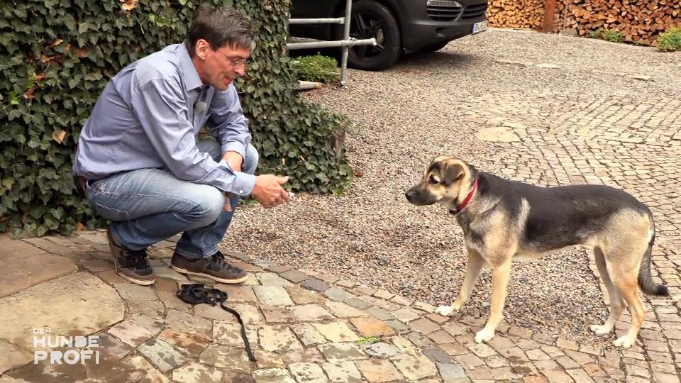 Ein zweiter Hund könnte Mischling Sofie helfen Ein zweiter Hund könnte Mischling Sofie helfen