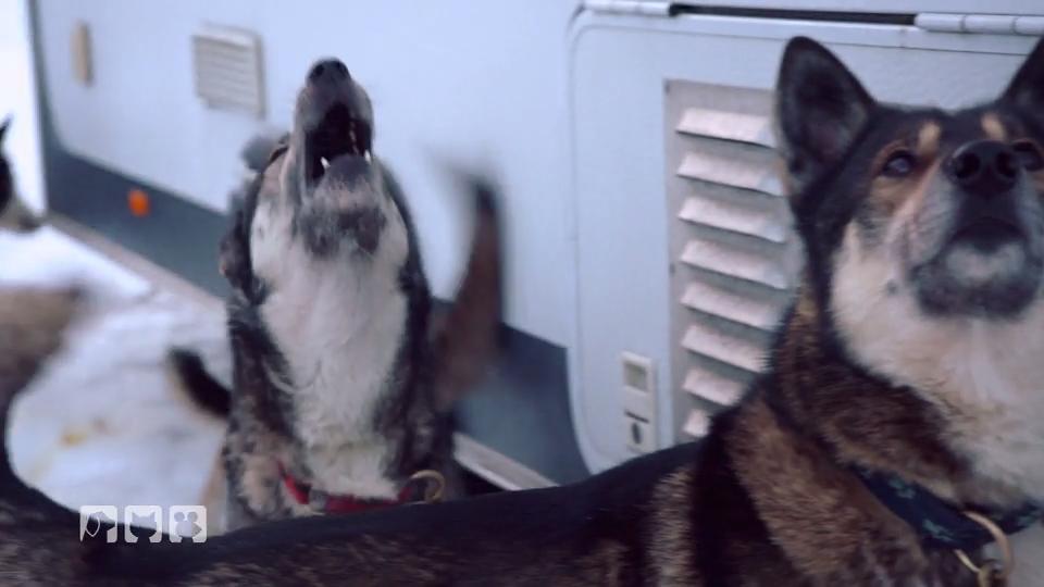 800 Huskys kämfen um die Deutsche Meisterschaft 800 Huskys kämfen um die Deutsche Meisterschaft