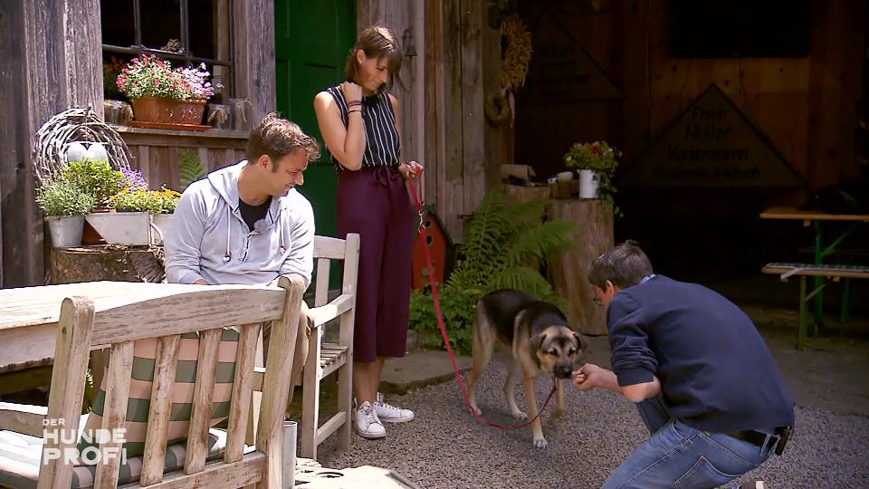 Straßenhund Sofie macht einen Bogen um Kalle Straßenhund Sofie macht einen Bogen um Kalle