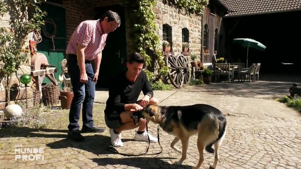 Kalle ist Mischlingshündin Sofie nicht geheuer Kalle ist Mischlingshündin Sofie nicht geheuer