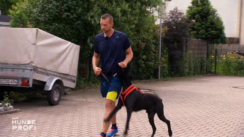 Riesenschnauzer Matty macht, was er will Riesenschnauzer Matty macht, was er will