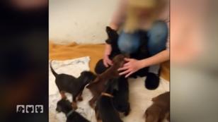 Illegale Dobermann-Zucht: Ein gefährlicher Einsatz Illegale Dobermann-Zucht: Ein gefährlicher Einsatz
