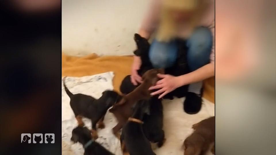 Illegale Dobermann-Zucht: Ein gefährlicher Einsatz Illegale Dobermann-Zucht: Ein gefährlicher Einsatz
