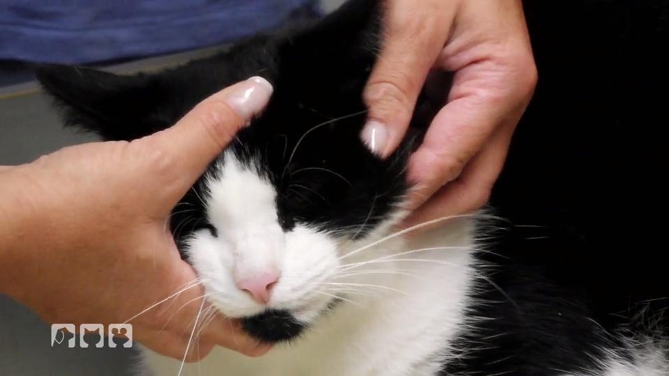Kater Jacko hat eine dicke Backe Kater Jacko hat eine dicke Backe