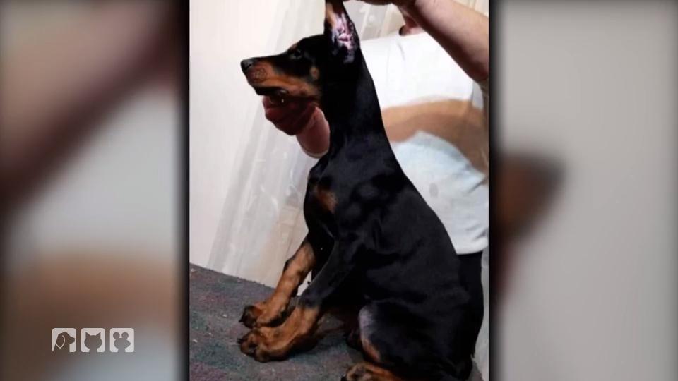 Ermittlungen gegen eine illegale Dobermann-Zucht! Ermittlungen gegen eine illegale Dobermann-Zucht!
