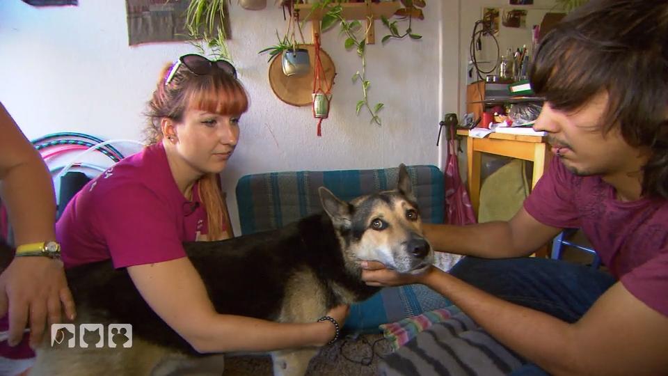 Hat der Schäferhund-Mischling Gift gefressen? Hat der Schäferhund-Mischling Gift gefressen?