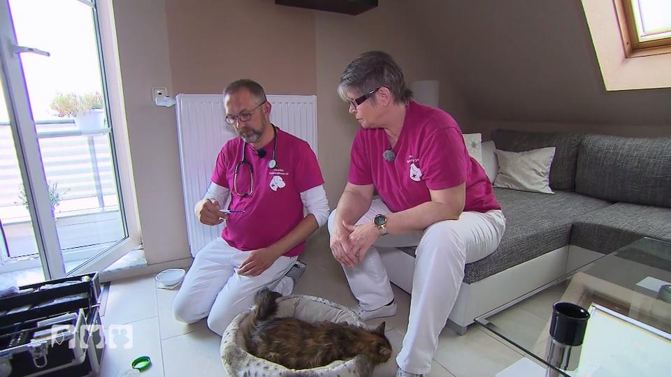 Der mobile Tiernotruf sorgt sich um Katze Lucy Der mobile Tiernotruf sorgt sich um Katze Lucy