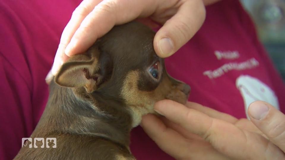 Chihuahua-Welpe Loui hat ein verletztes Auge Chihuahua-Welpe Loui hat ein verletztes Auge