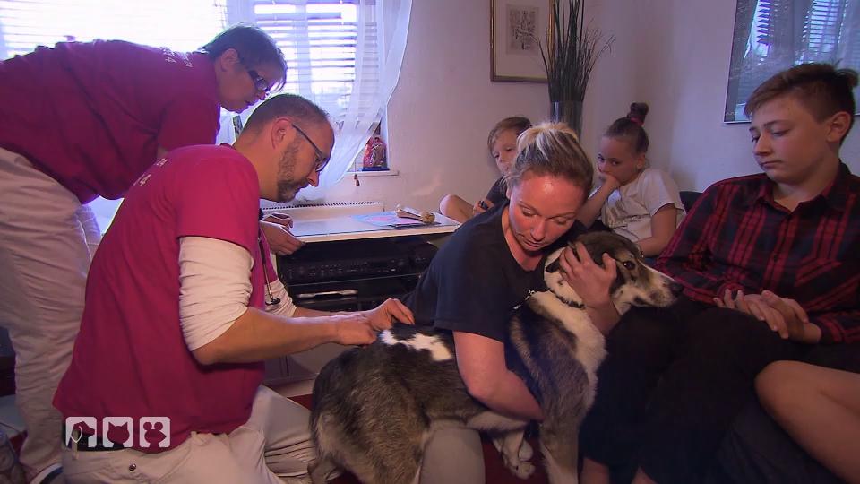 Starker Juckreiz macht dem Mischling zu schaffen Starker Juckreiz macht dem Mischling zu schaffen