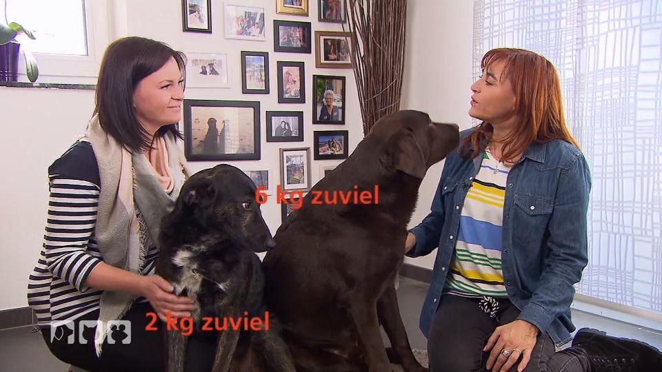 So unterstützen Sie ihren Hund beim Abnehmen So unterstützen Sie ihren Hund beim Abnehmen
