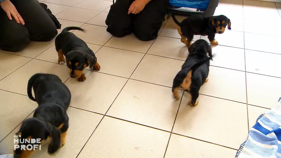 Welpen-Alarm im Tierheim Welpen-Alarm im Tierheim
