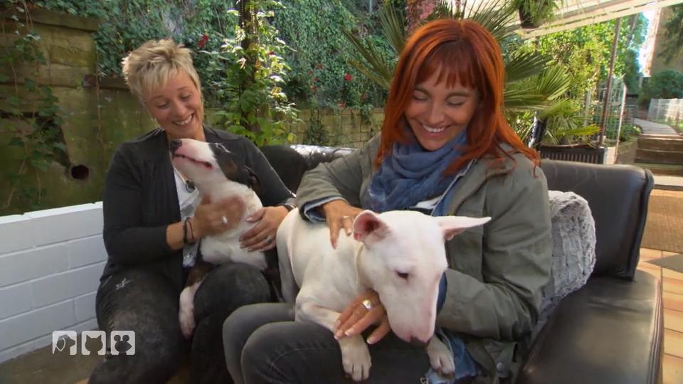 Der Miniatur Bullterrier kämpft mit Vorurteilen Der Miniatur Bullterrier kämpft mit Vorurteilen