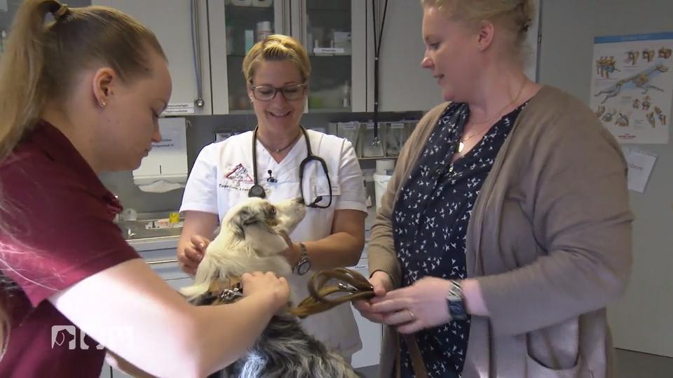 Roxy und Luna müssen geimpft werden Roxy und Luna müssen geimpft werden