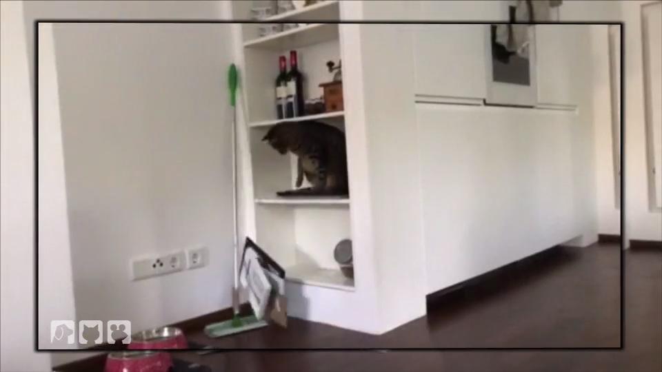 Kater Sammy randaliert im ganzen Haus Kater Sammy randaliert im ganzen Haus