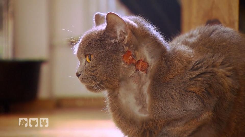 Kater Tony kratzt sich bis aufs Fleisch Kater Tony kratzt sich bis aufs Fleisch