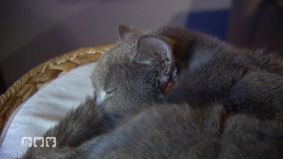 Was löst den Juckreiz bei dem Kater aus? Was löst den Juckreiz bei dem Kater aus?