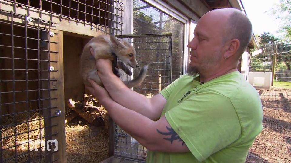 Fuchs Finn bekommt zwei neue Mitbewohner Fuchs Finn bekommt zwei neue Mitbewohner
