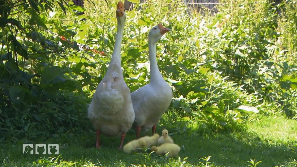 Neue Eltern für die Findel-Gänse Neue Eltern für die Findel-Gänse