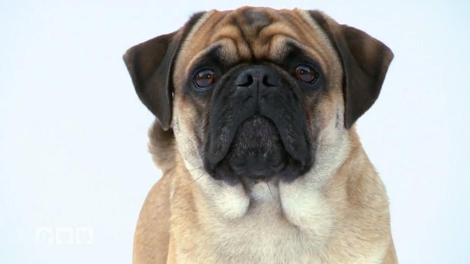 Kennen Sie schon den Altdeutschen-Mops? Kennen Sie schon den Altdeutschen-Mops?