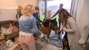 In Lauras Wohnzimmer geht "tierisch" die Post ab In Lauras Wohnzimmer geht "tierisch" die Post ab