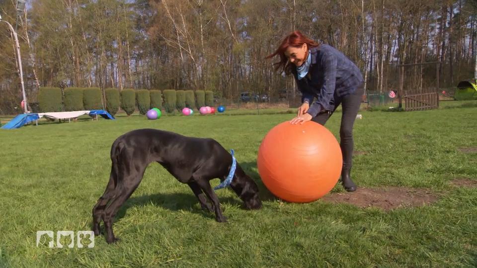 Diana testet mit Hündin Nalani Treibball Diana testet mit Hündin Nalani Treibball