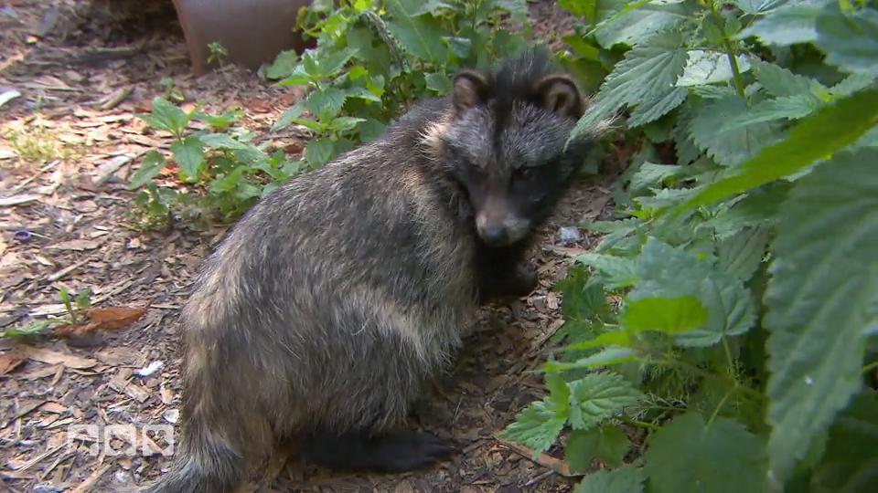 Die Marderhunde ziehen zu den Waschbären Die Marderhunde ziehen zu den Waschbären