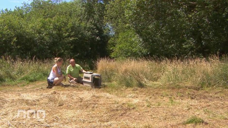 Drei kleine Steinmarder werden ausgewildert Drei kleine Steinmarder werden ausgewildert