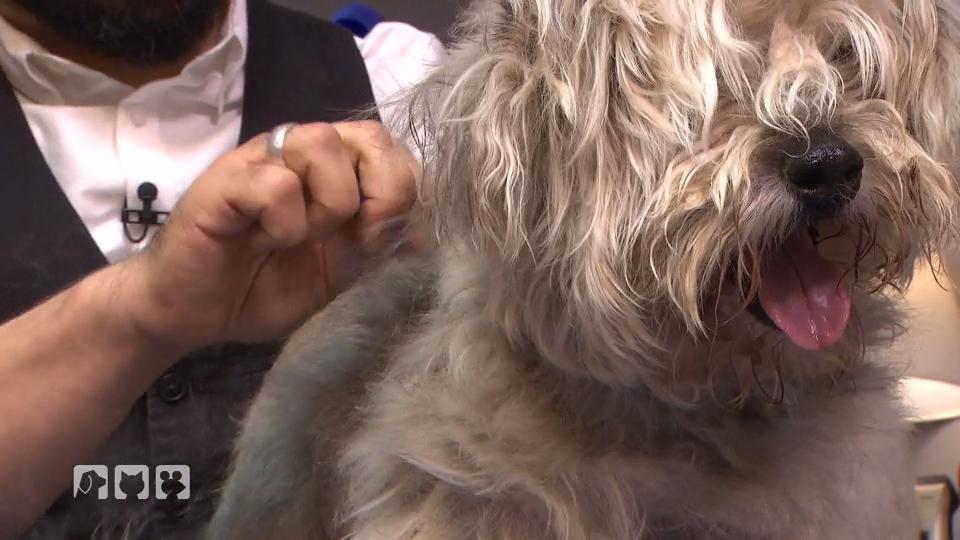 Charly sucht ein neues Zuhause Charly sucht ein neues Zuhause