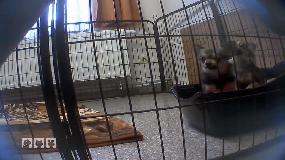 Eine dubiose Hundeverkäuferin wird überprüft Eine dubiose Hundeverkäuferin wird überprüft