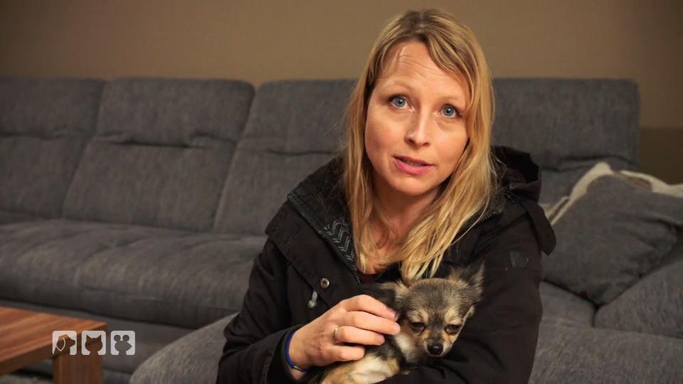 Chihuahua Hündin findet ein neues Heim Chihuahua Hündin findet ein neues Heim