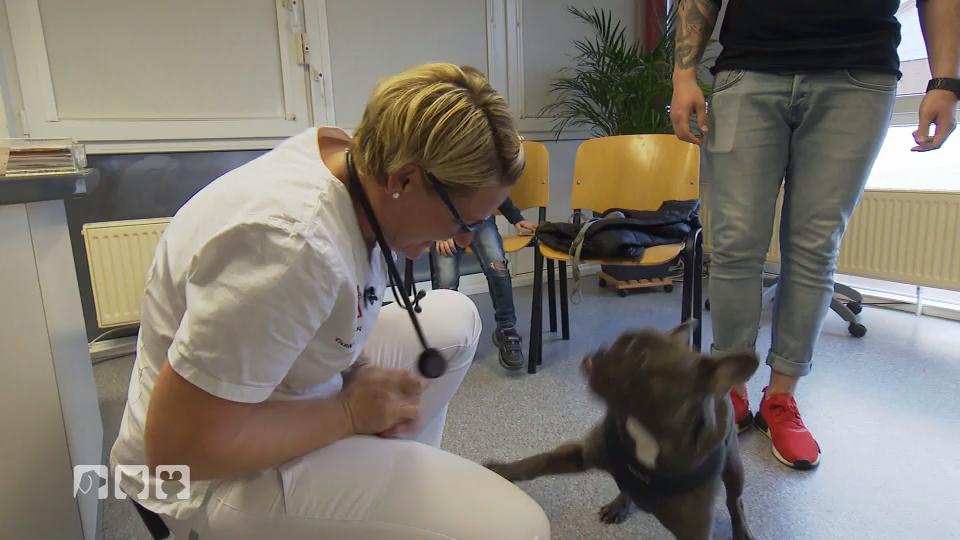 Worunter leidet Milo? Worunter leidet Milo?