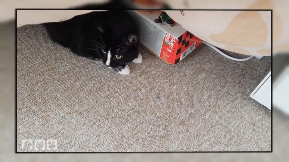 Kater Jason hat große Angst Kater Jason hat große Angst
