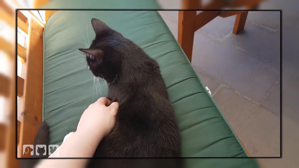 Birga Dexel hilft Kater Jason Birga Dexel hilft Kater Jason