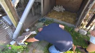Die kleinen Enten kommen ins neue Zuhause Die kleinen Enten kommen ins neue Zuhause