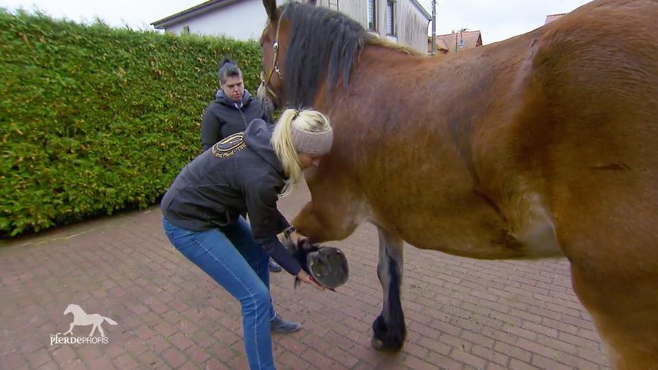 Wenn eine Tonne Pferd keine Hufe gibt Wenn eine Tonne Pferd keine Hufe gibt