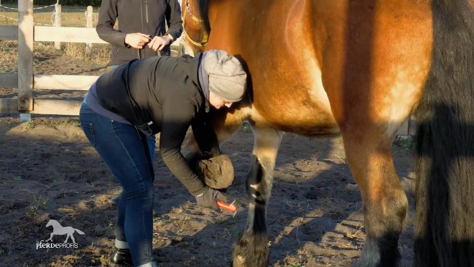 Christin darf sich selbst mit Keks' Huf versuchen Christin darf sich selbst mit Keks' Huf versuchen