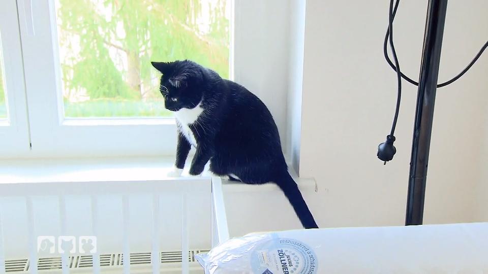 Klappt die Katzenzusammenführung? Klappt die Katzenzusammenführung?