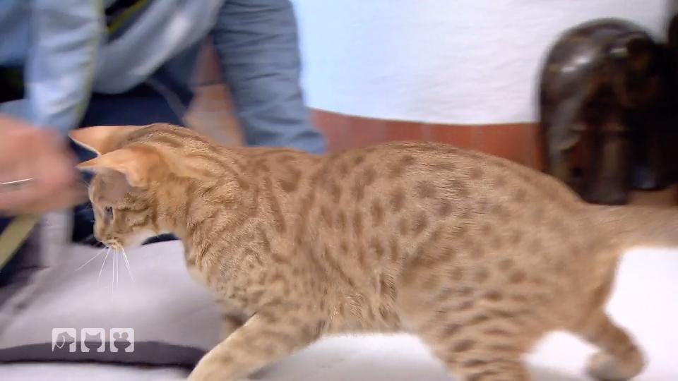 Die Ocicat Die Ocicat