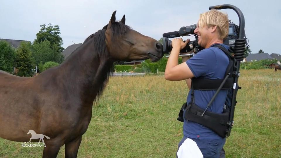 Merlin hat ein Satteltrauma Merlin hat ein Satteltrauma