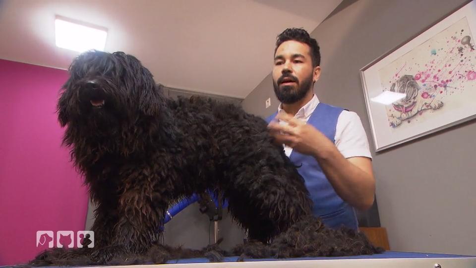 Bobama! Der Hirtenhund sucht ein neues Zuhause Bobama! Der Hirtenhund sucht ein neues Zuhause