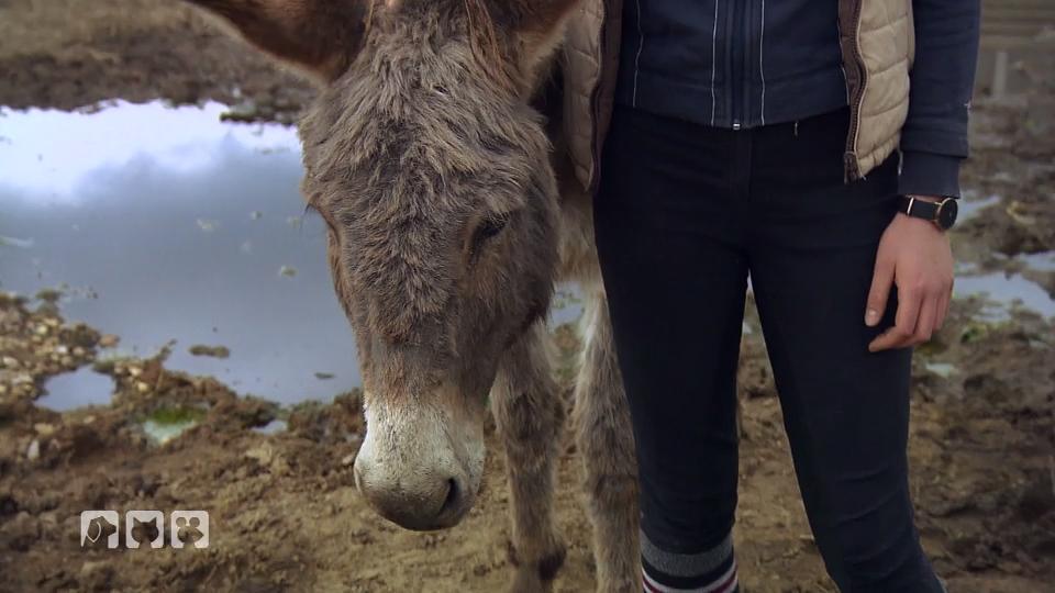 Psychisch kranke Tiere werde hier versorgt Psychisch kranke Tiere werde hier versorgt