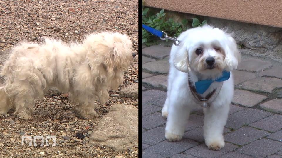 Pflegeprofis peppen Tierheimhunde auf Pflegeprofis peppen Tierheimhunde auf