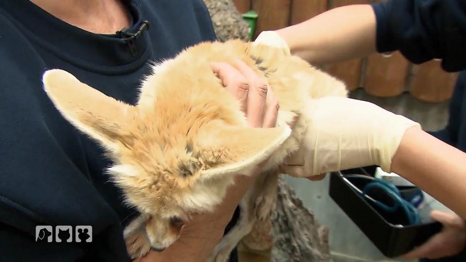 Foxi bekommt eine Augenspülung Foxi bekommt eine Augenspülung