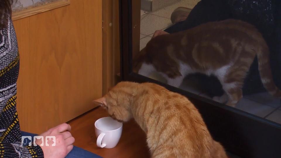 Mag Simba sein Revier teilen? Mag Simba sein Revier teilen?