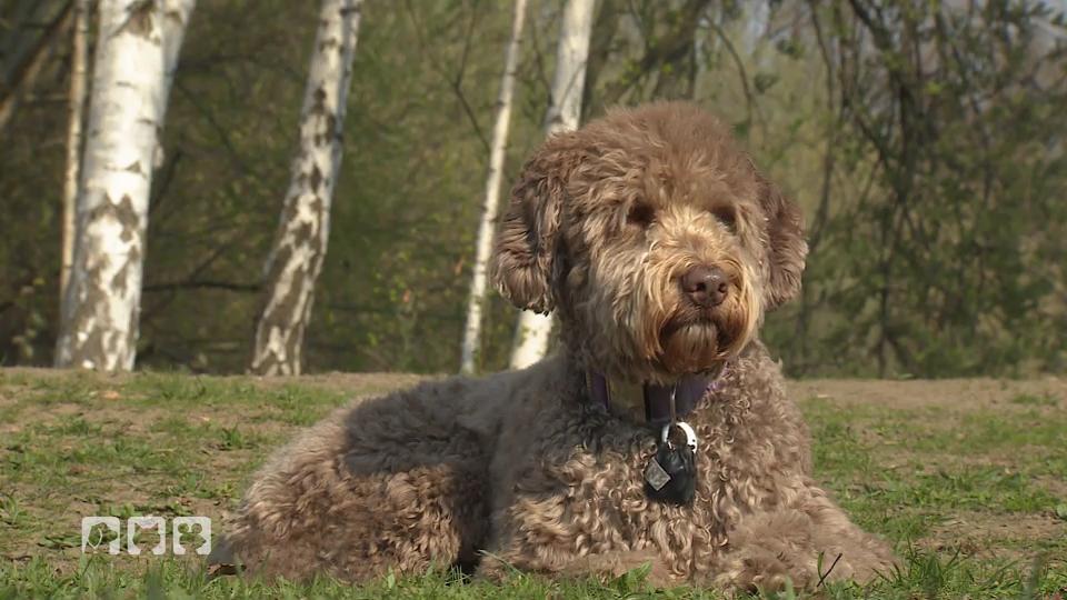 Der Labradoodle: Ein Hybridhund im Tierportrait Der Labradoodle: Ein Hybridhund im Tierportrait