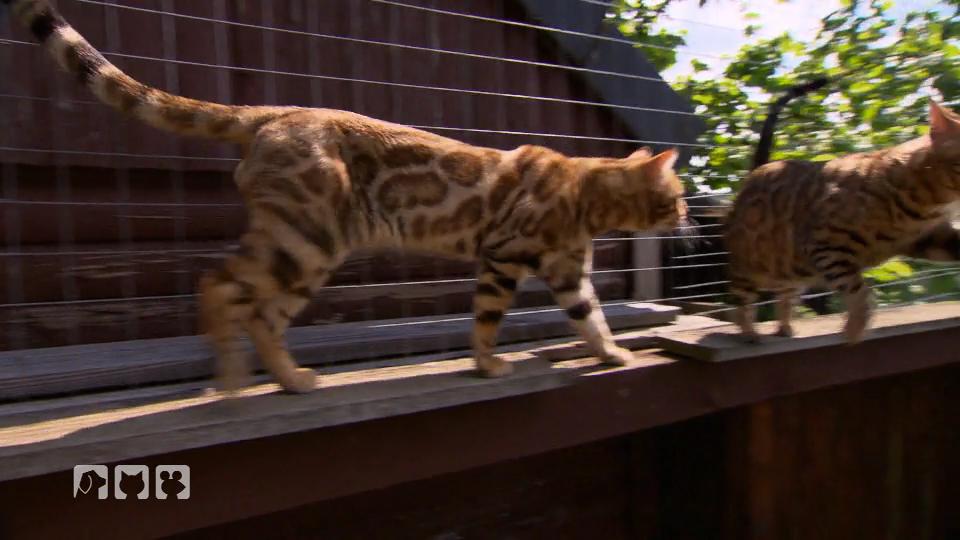 Exotische Schönheiten: Nicht nur optisch wild Exotische Schönheiten: Nicht nur optisch wild