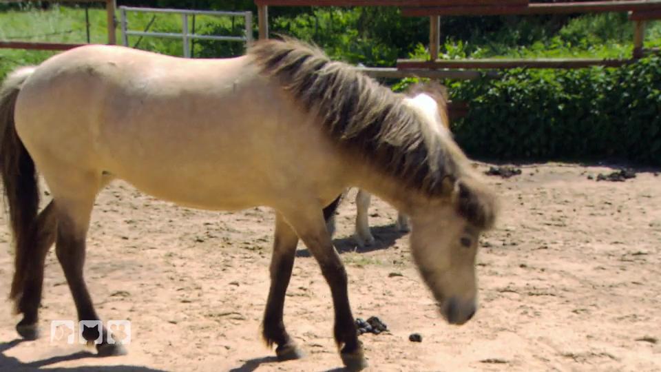 Hilfe für ein blindes Pony Hilfe für ein blindes Pony