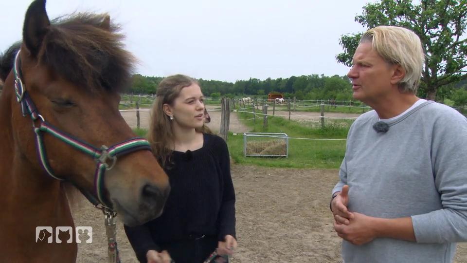 Isländer-Stute Snot hat eine Augenerkrankung Isländer-Stute Snot hat eine Augenerkrankung