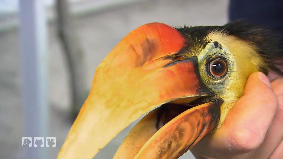 Hilfe für einen Runzelhornvogel Hilfe für einen Runzelhornvogel